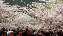你見過空無一人的中山公園櫻花大道嗎？美！
